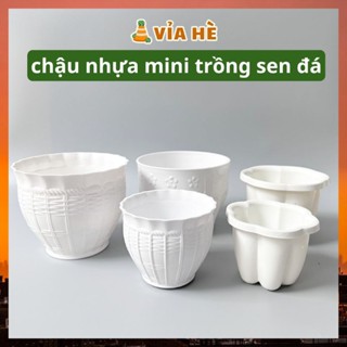 Chậu nhựa trồng sen đá xương rồng màu trắng nhiều size 7x7, 8x8, 11x9 giá không móc, Vỉa Hè