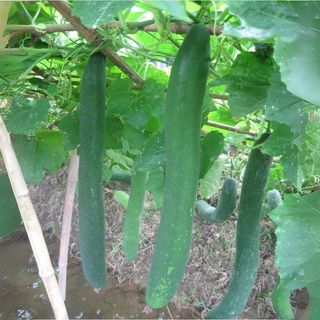 Hạt Giống Bí Đao Xanh Trái Dài F1 JAVA Tỉ Lệ Đậu Trái Cao, Sinh Trưởng Mạnh