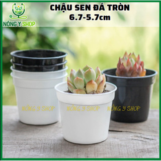  Chậu tròn đen trắng size 6.7x5.7cm ươm cây trồng sen đá xương rồng kiểng lá bonsai mini nhựa PP 