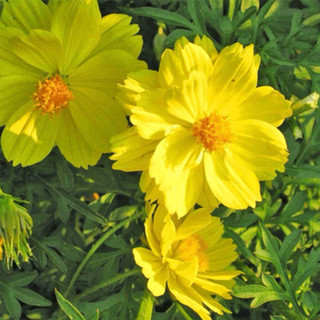 Hạt Giống Hoa Sao Nhái Vàng(Gói 300 Hạt) - [Hoa màu sắc đẹp - Dễ Trồng, Lâu phai]