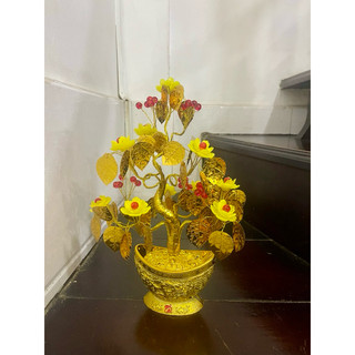 Lá Ngọc Cành Vàng cao 35-38cm