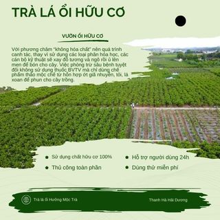 Nụ Trầm Hương Combo10 Nụ Trải Nghiệm Thanh Tẩy Không Gian, Thiền Định Kết Nối Tâm Linh