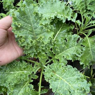 Hạt Giống Cải Xoăn Kale Trồng Quanh Năm, Năng Suất Cao Thu Hoạch Liên Tục