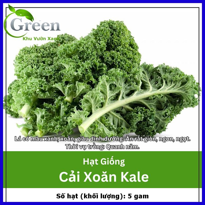 Hạt Giống Cải Xoăn Kale Trồng Quanh Năm, Năng Suất Cao Thu Hoạch Liên Tục