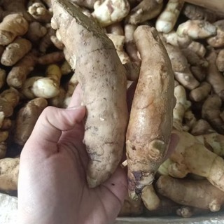 Compo 2Kg- NGHỆ TRẮNG HÀNG TUYỂN Rừng chắc lọi già đanh