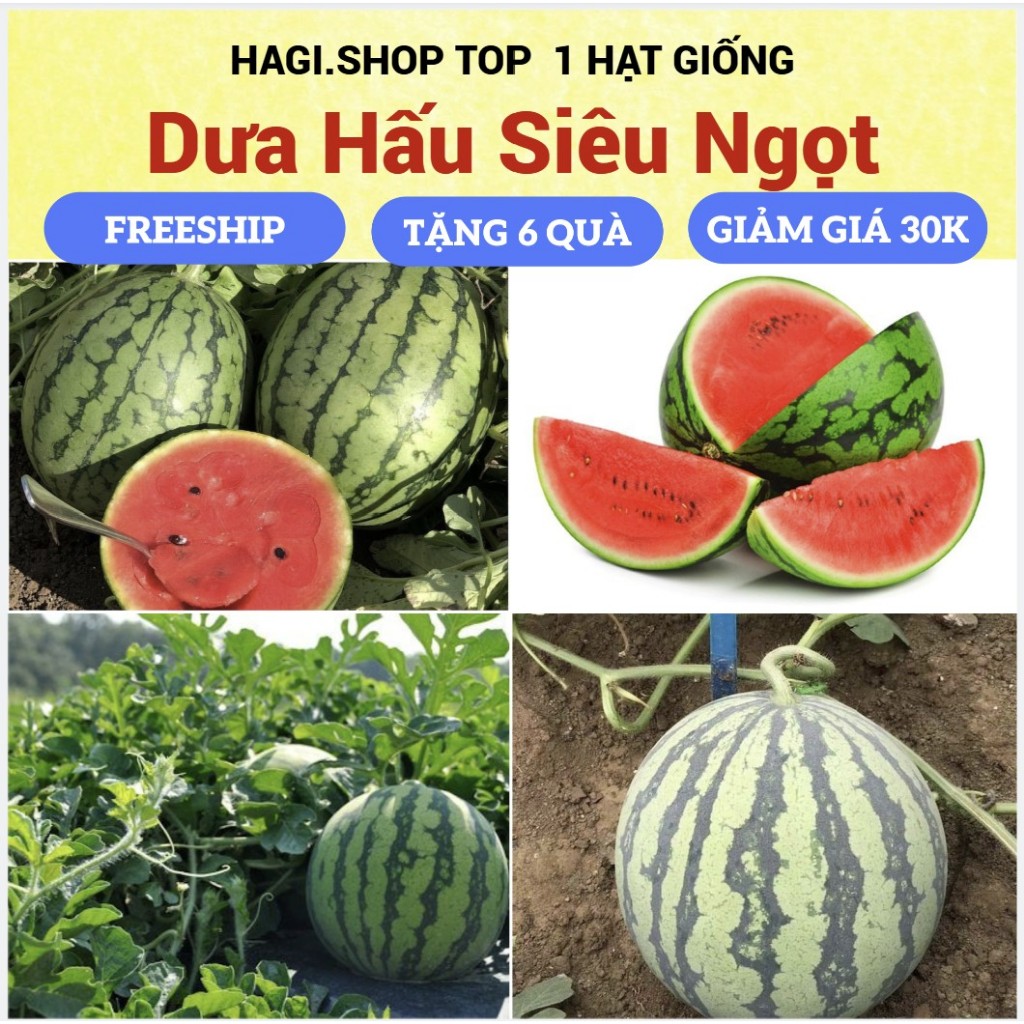 Hạt giống dưa hấu siêu ngọt
