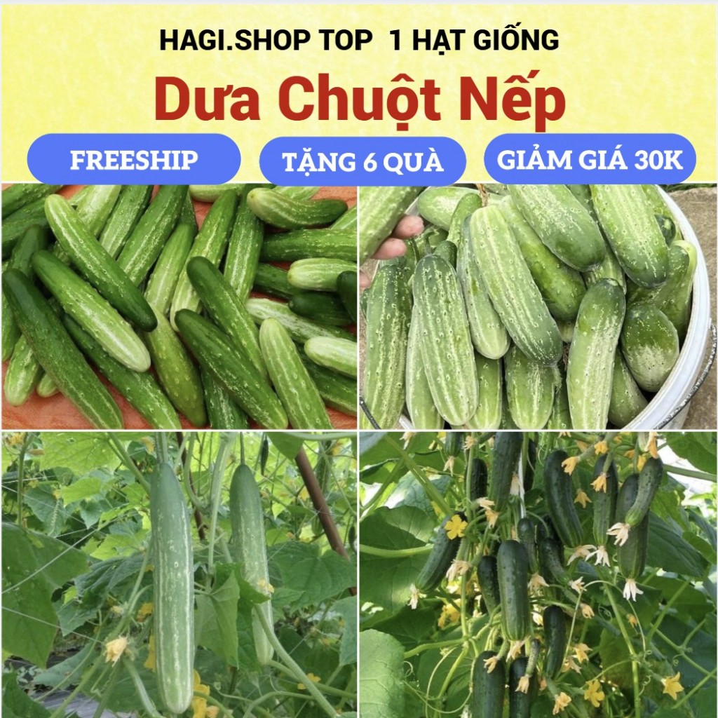 Hạt giống dưa chuột nếp cao sản