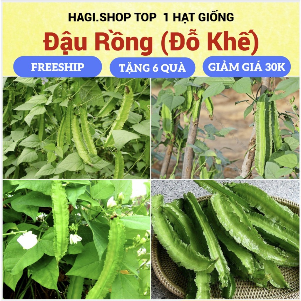 Hạt giống ĐẬU RỒNG cao sản (đỗ khế)