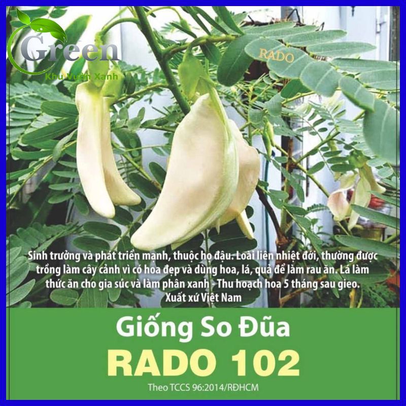 Hạt Giống Cây So Đũa Bông Trắng Dễ Trồng Quanh Năm