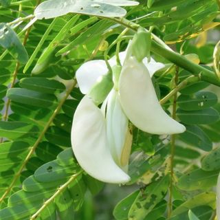 Hạt Giống Cây So Đũa Bông Trắng Dễ Trồng Quanh Năm
