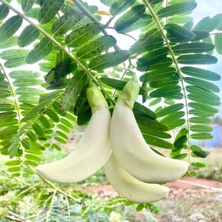 Hạt Giống Cây So Đũa Bông Trắng Dễ Trồng Quanh Năm