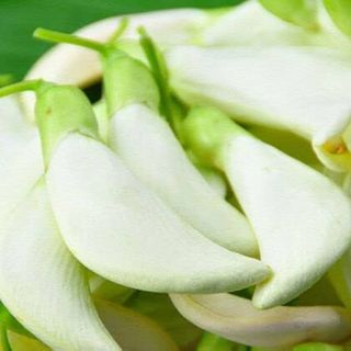 Hạt Giống Cây So Đũa Bông Trắng Dễ Trồng Quanh Năm