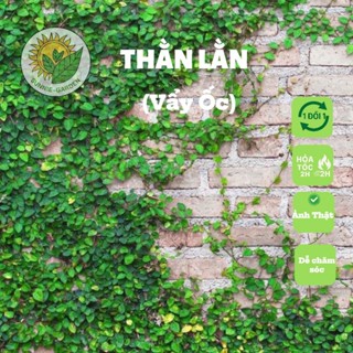 Cây thằn lằn- Cây vảy ốc  ( thằn lằn leo tường )- ngọn dài trang trí tường tường rào