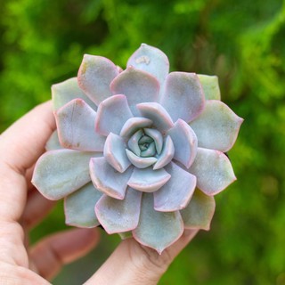 Sen đá viền tím 5-7cm - Vườn sen đá