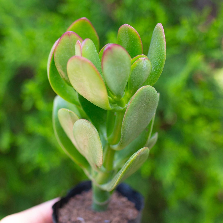 Sen đá thạch bích 5-7cm - Vườn sen đá