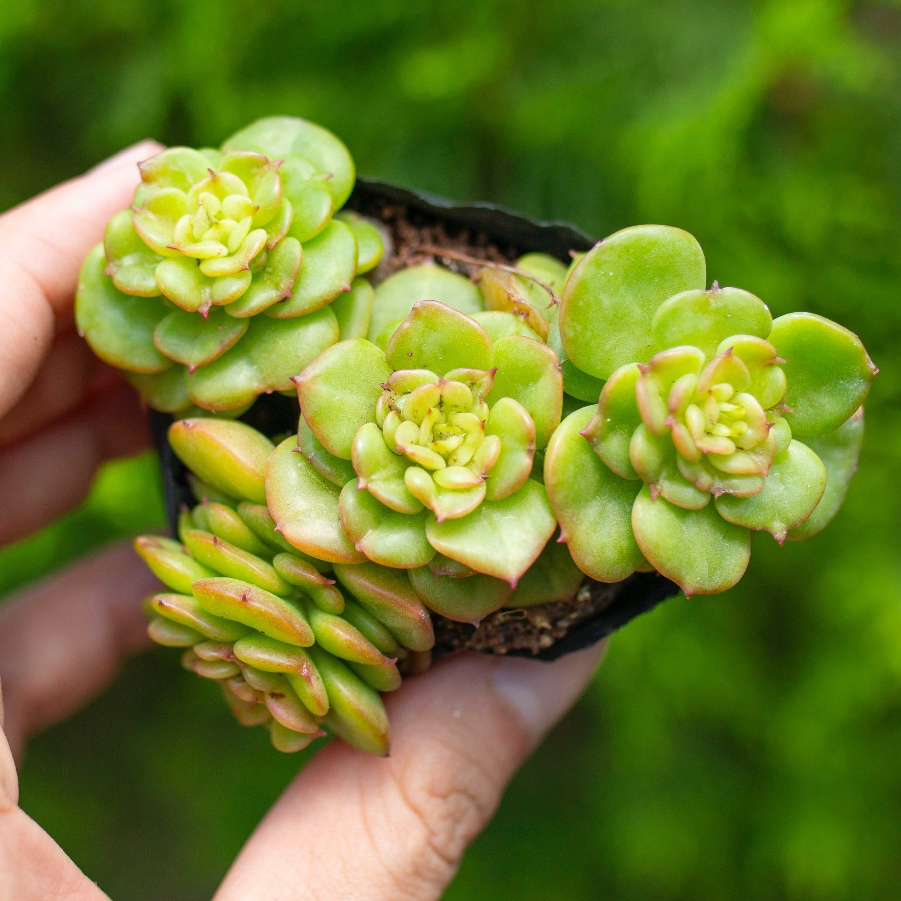 Sen đá nuda 5-7cm - Vườn sen đá