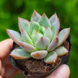 Sen đá mận đỏ 5-7cm - Vườn sen đá