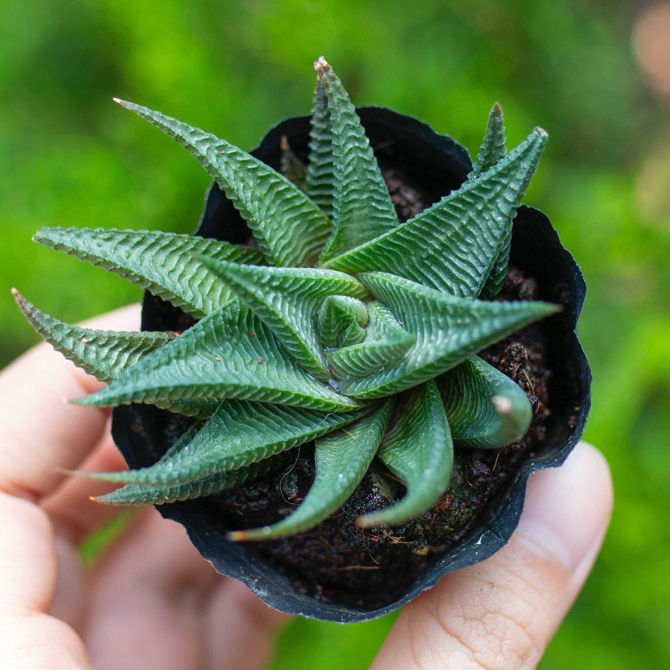 Sen đá móng rồng xoáy 5-7cm - Vườn sen đá