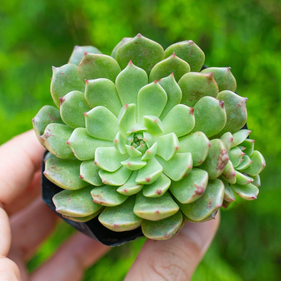Sen đá rubi lá ngắn 5-7cm - Vườn sen đá