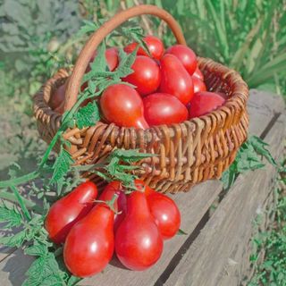 Hạt Giống Cà Chua Quả Lê Đỏ Chịu Nhiệt, Năng Suất Cao (Gói 0.1 gam ~ 100 hạt)