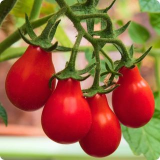 Hạt Giống Cà Chua Quả Lê Đỏ Chịu Nhiệt, Năng Suất Cao (Gói 0.1 gam ~ 100 hạt)