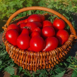 Hạt Giống Cà Chua Quả Lê Đỏ Chịu Nhiệt, Năng Suất Cao (Gói 0.1 gam ~ 100 hạt)