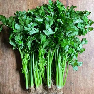 Hạt Giống Cần Tây Thera Trồng Quanh Năm, Phát Triển Tốt (Gói 5 gam ~ 7000 hạt)
