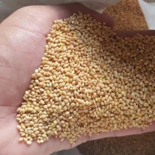  combo 25kg Hạt kê vàng thức ăn cho chim cảnh Yến Phụng Vẹt cu gáy Hamster  giá sỉ từ kho  