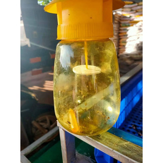 Bẫy ruồi vàng(có kèm lọ dẫn dụ)