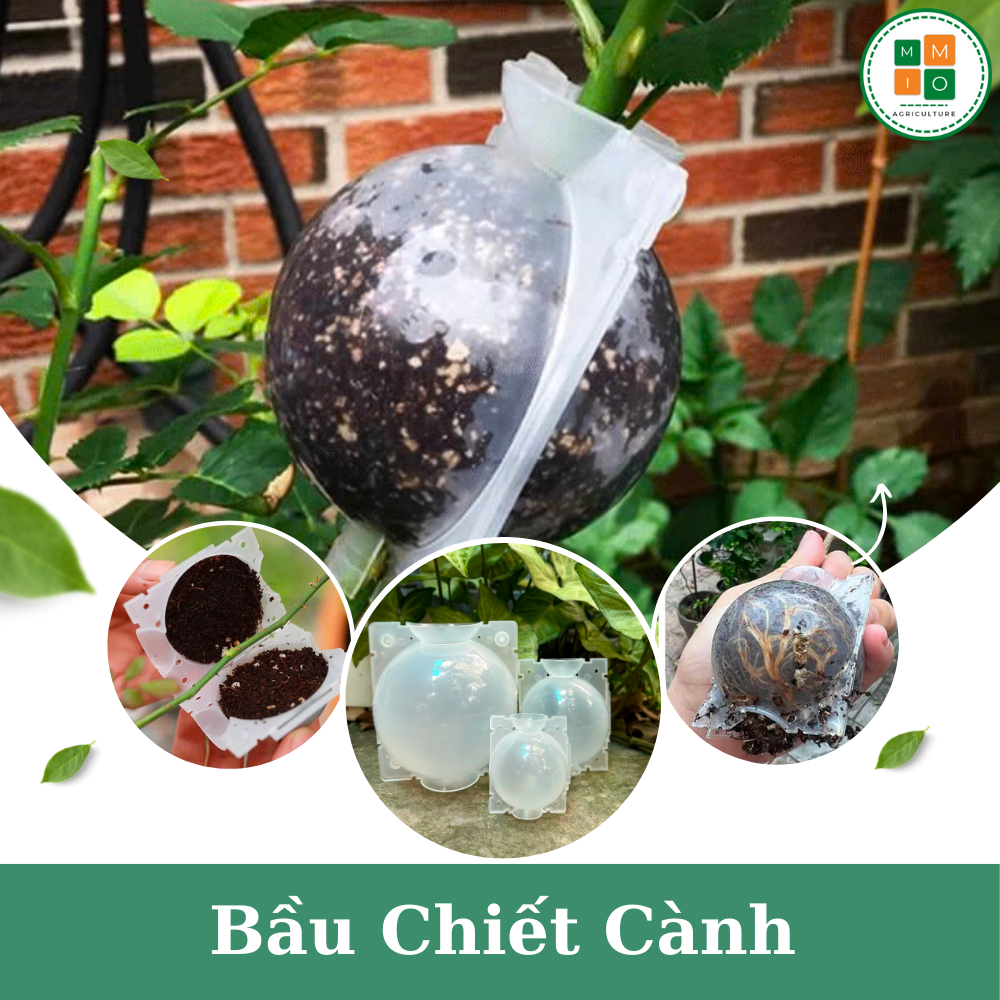Bầu chiết cành trong suốt (thông minh, tiện lợi, nhiều size, tái sử dụng, độ bền cao)