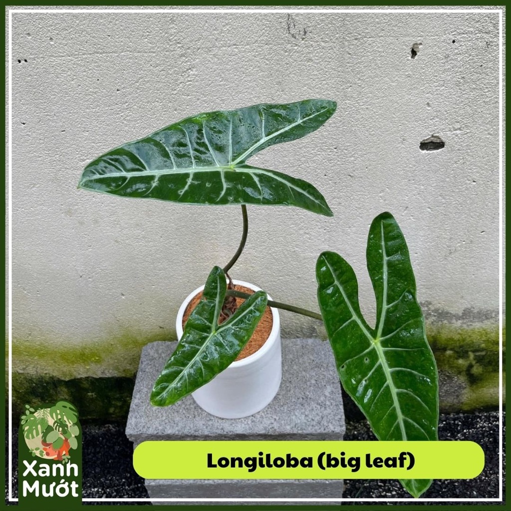 Plant Alocasia Longiloba Big Leaf bigsize organic plant care indoor plant Xanh Mướt Saigon