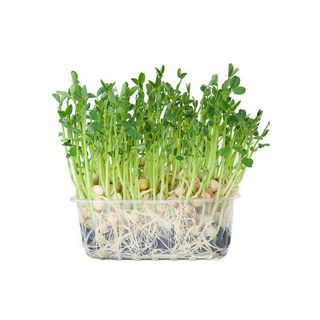 Hạt Giống Rau Mầm Đậu Hà Lan Dễ Trồng, Giàu Dinh Dưỡng (Gói 50 gam ~ 400 hạt)