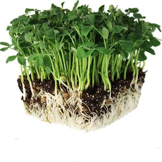 Hạt Giống Rau Mầm Đậu Hà Lan Dễ Trồng, Giàu Dinh Dưỡng (Gói 50 gam ~ 400 hạt)