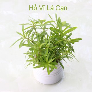 Cây thủy sinh Hổ Vĩ