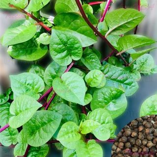 Hạt Giống Rau Mồng Tơi Đỏ Nhanh Thu Hoạch, Trồng Quanh Năm