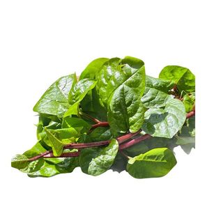 Hạt Giống Rau Mồng Tơi Đỏ Nhanh Thu Hoạch, Trồng Quanh Năm