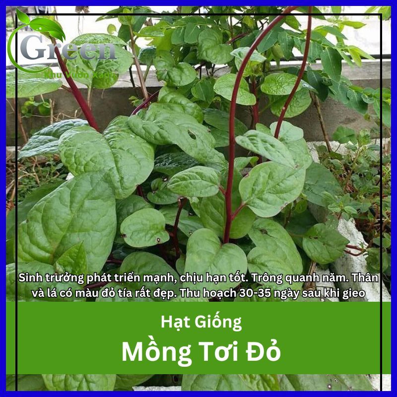 Hạt Giống Rau Mồng Tơi Đỏ Nhanh Thu Hoạch, Trồng Quanh Năm