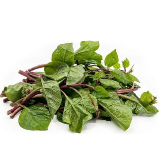 Hạt Giống Rau Mồng Tơi Đỏ Nhanh Thu Hoạch, Trồng Quanh Năm