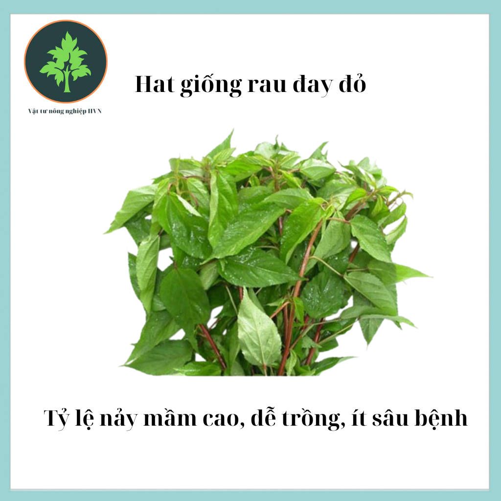 Hạt giống rau đay đỏ dễ trồng