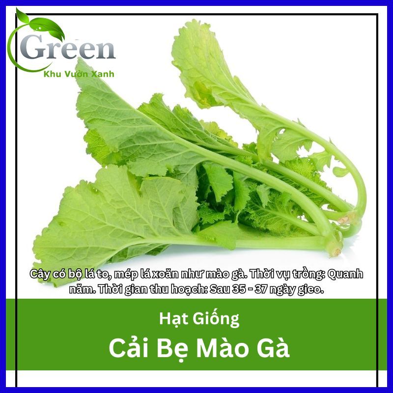 Hạt Giống Cải Bẹ Mào Gà Lá To, Sinh Trưởng Mạnh (Gói 20 Gam ~ 2000 hạt)