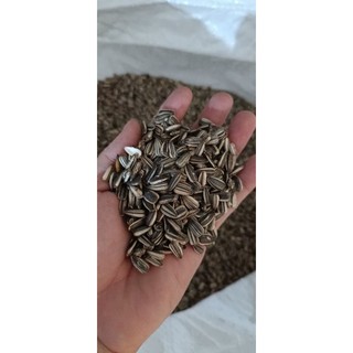  100Gram hướng dương sọc nhỏ nhiều chất dinh dưỡng dành cho chim vẹt sóc chuột hamster 