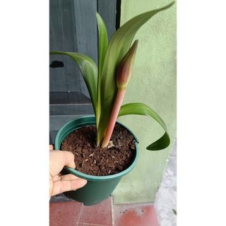 [size đại] Củ Huệ Tây Cánh Kép Nhập Khẩu chuẩn mặt hoa