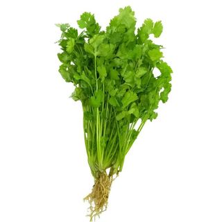 Hạt Giống Ngò Rí Hạt Nhỏ Dễ Nảy Mầm, Nhanh Thu Hoạch (Gói 20 Gam ~ 3000 hạt)