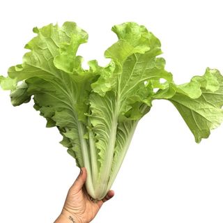Hạt Giống Cải Bẹ Dún Dễ Trồng, Nhanh Thu Hoạch