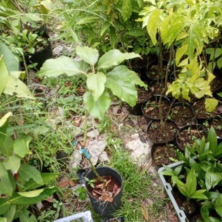 cây giống bơ trái dài (034)
