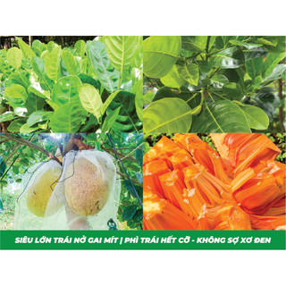 Siêu lớn trái nở gai mít 500ml