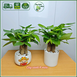 ( Hoả tốc HN) Cây Kim ngân 3 củ để bàn kèm chậu sứ cao  25-30cm lá cực xanh