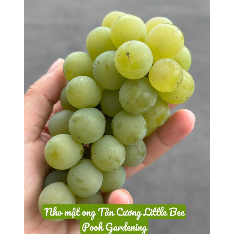 TRANG TRÍ VƯỜN NHO LITTLE BEE, NHO SỮA, NHO HẠ ĐEN