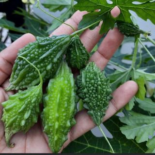 Hạt Giống Khổ Qua Rừng Chọn Lọc Tự Nhiên, Thu Ngọn Thu Trái