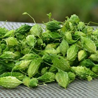 Hạt Giống Khổ Qua Rừng Chọn Lọc Tự Nhiên, Thu Ngọn Thu Trái